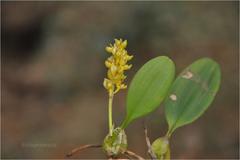 Bulbophyllum neilgherensis